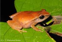 : Eleutherodactylus brittoni; Grass Coqui