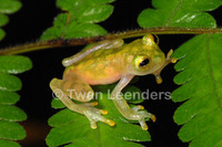 : Hyalinobatrachium valerioi; Reticulated Glass Frog