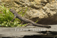 : Hynobius tokyoensis; Tokyo Salamander