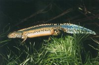 : Mesotriton alpestris; Alpine Newt