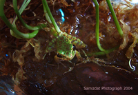 : Odorrana schmackeri; Piebald Odorous Frog