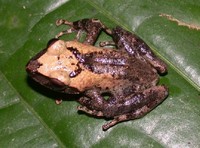 : Platymantis vitiensis; Fiji Tree Frog