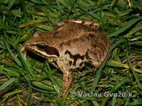 : Rana arvalis; Moor Frog
