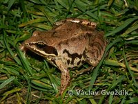 : Rana arvalis; Moor Frog