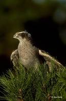 : Accipiter gentilis; Northern Goshawk