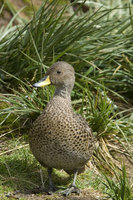 : Anas georgica; South Georgia Pintail