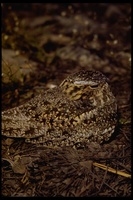 : Chordeiles minor; Common Nighthawk