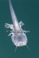 : Xenopus laevis; African Clawed Frog