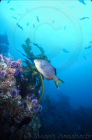 : Embiotoca lateralis; Striped Surfperch;