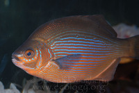 : Embiotoca lateralis; Striped Surfperch