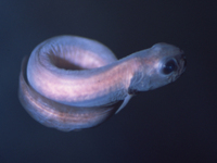 : Melanostigma pammelas; Midwater Eelpout