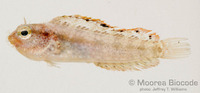 : Petroscirtes xestus