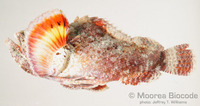 : Scorpaenopsis diabolus