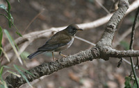 Male Pale Thrush Turdus pallidus