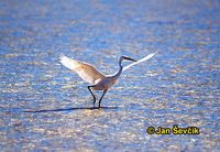 Photo of volavka útesová, Egretta gularis, Western Reef Heron