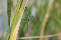 Almindelig Vandnymfe (Enallagma cyathigerum ) Foto/billede af