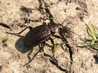 Carabus ullrichii