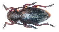 Dorcadion gallipolitanum