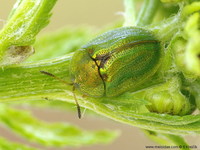 Cassida stigmatica