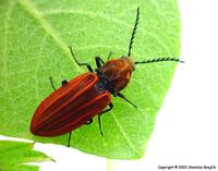Anostirus purpureus