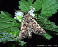 Tholera decimalis - Feathered Gothic