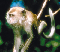 Long-tailed macaque (Macaca fascicularis)