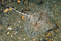 Amblyraja radiata, Thorny skate: fisheries, gamefish