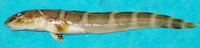 Lycodes polaris, Canadian eelpout: