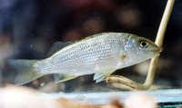 Pingalla gilberti, Gilbert's grunter: aquarium