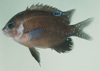 Parma microlepis, White-ear scalyfin: