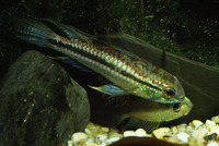 Apistogramma bitaeniata, : aquarium