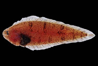 Symphurus gorgonae, Gorgonian tonguefish: