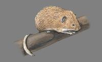 Image of: Arborimus longicaudus (red tree vole)