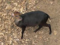 Image of: Cephalophus silvicultor (yellow-backed duiker)