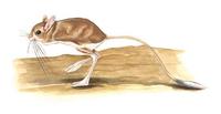 Image of: Dipus sagitta (northern three-toed jerboa)