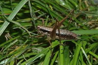 Yersinella raymondi