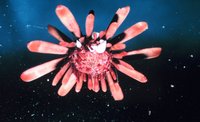 Heterocentrotus mammillatus - Slate Pencil Urchin