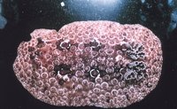 Opheodesoma spectabilis - Conspicuous Sea Cucumber