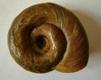 Planorbarius corneus - Great Ramshorn Snail