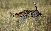 Image of: Leptailurus serval (serval)