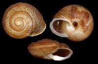 Hemicycla inutilis