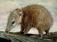 Image of: Tenrec ecaudatus (tailless tenrec)