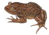 Image of: Caudiverbera caudiverbera (water helmeted toad)