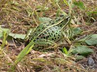 Image of: Rana pipiens (northern leopard frog)
