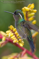 Lampornis castaneoventris calolaema - Purple-throated Mountain Gem