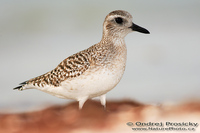 Pluvialis squatarola - Grey Plover