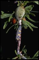 Image of: Coccinella californica