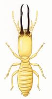 Image of: Termes fatalis