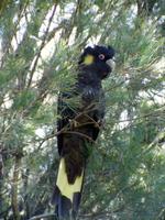 Calyptorhynchus funereus - Yellow-tailed Black-Cockatoo