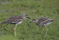 Image of: Burhinus oedicnemus (Eurasian stone curlew)